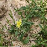 Helianthemum salicifolium Хабит