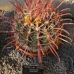 Ferocactus peninsulae ഇല