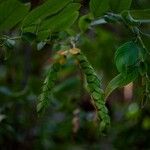 Phyllodium pulchellum Leaf