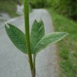 Trifolium montanum Fuelha