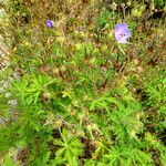 Geranium thunbergii Folio