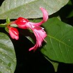 Ravenia rosea Цвят