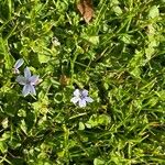 Lobelia pedunculata Flower