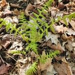 Thelypteris noveboracensis Blatt