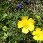 Ranunculus montanus Flor