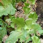 Platycerium elephantotis Leaf