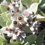 Helichrysum melaleucum Blüte