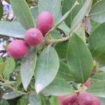 Acokanthera oblongifolia Vrucht