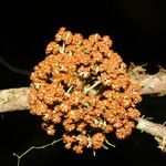 Salacia cordata Flower