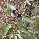 Cryptocarya transversa Hábito