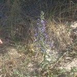 Echium gaditanum Flower