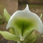 Angraecum eichlerianum Floare