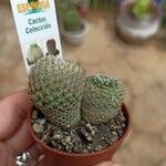 Mammillaria matudae Ліст