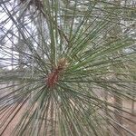 Pinus resinosa Fulla