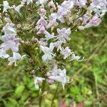 Valeriana officinalisFlower