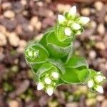 Crassula barklyi Flor