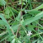 Stellaria alsine Blüte