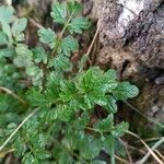 Cardamine impatiens Blad