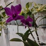Dendrobium victoriae-reginae Fleur