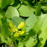 Ranunculus gormanii Blomst