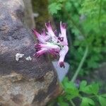 Fumaria muralis 花