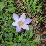 Crocus carpetanus Blüte