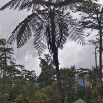 Cyathea arborea Hábito