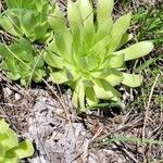 Sempervivum globiferum叶