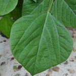 Erythrina amazonica Leaf