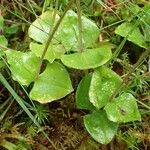 Neottia cordata Habitus