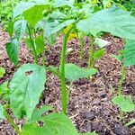 Physalis philadelphica Fuelha