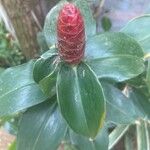 Costus spiralis Liść