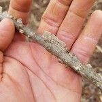 Celtis occidentalis Bark