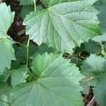 Vitis rupestris List