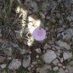 Convolvulus cantabrica Flower