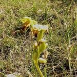 Ophrys lupercalis Mosusu