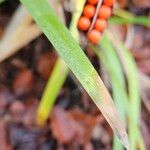 Iris foetidissima Blad