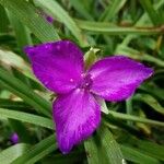 Tradescantia × andersoniana Flower