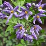 Solanum seaforthianumBlüte