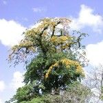 Pterocarpus hayesii Хабит