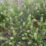 Lepidium virginicum Habit