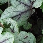 Heuchera sanguinea Hoja