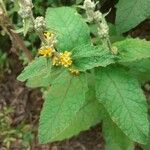 Buddleja stachyoides Yaprak