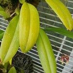 Bulbophyllum picturatum Feuille