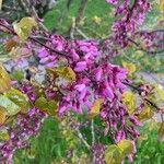 Cercis siliquastrum Flor