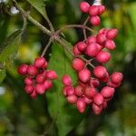 Ixora nicaraguensis Fruit