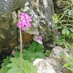 Primula matthioli Květ