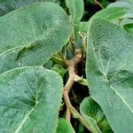 Begonia egregia Листок
