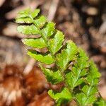 Polystichum braunii Blad