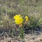 Oenothera × fallaxFlower